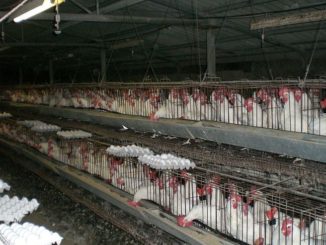 תרנגולות לביצים בלול סוללות מודרני, צילום: ויקימדיה