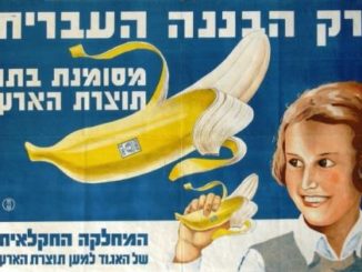 בננה עברית, צילום: אוטה וליש מאוסף ערי וליש