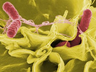 חיידק הסלמונלה, מקור: ויקימדיה