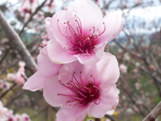 פרחי עץ האפרסק, צילום: ויקימדיה