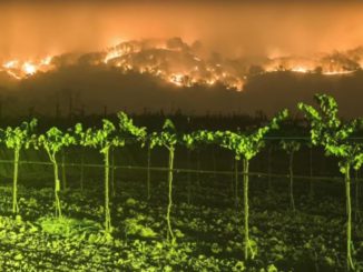שריפה הכרמים בסונומה ונאפה בקליפורניה (צילום מסך)